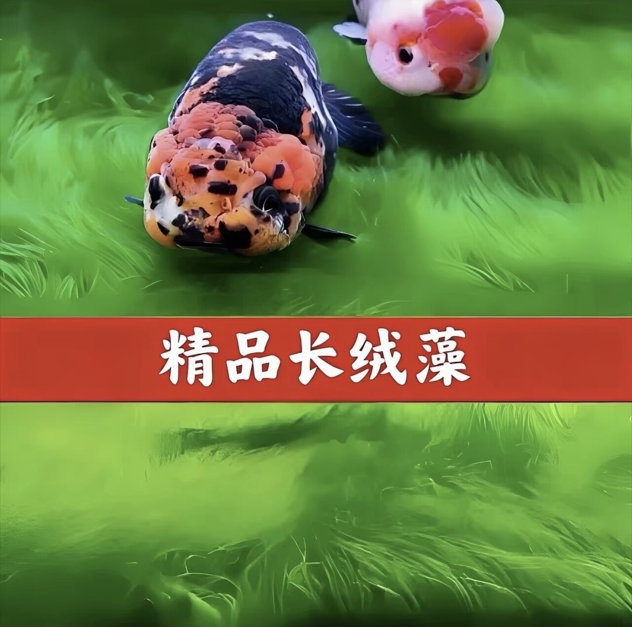 精品长绒藻石兰寿鱼缸绿藻精品藻种天然绿藻净化水质绿地毯摆件