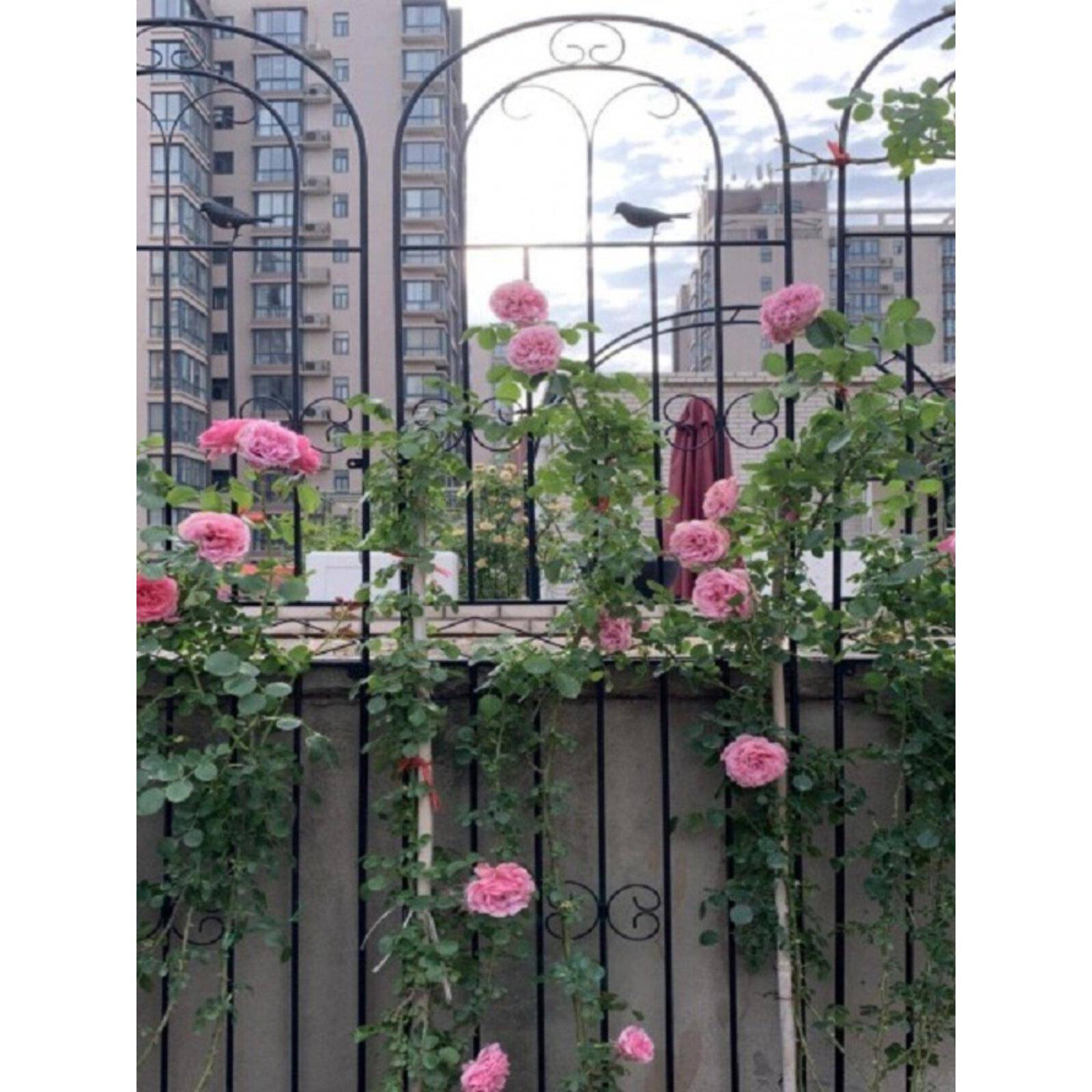 爬藤花架玫瑰玫瑰种植庭院栅栏户外花架九重葛铁爬藤花架