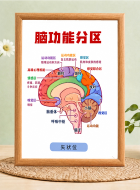 脑功能分区知识科普装饰框诊所卫生室医学科普挂画客厅卧室摆画
