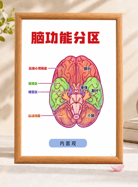 脑功能分区科普装饰画框医学诊室心理咨询室墙面装饰挂画