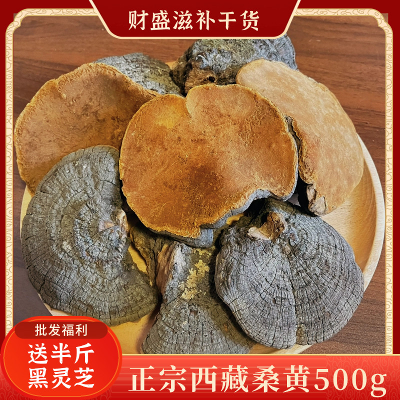 【送半斤灵芝】正宗西藏桑黄500g煲汤煮水泡酒滋补营养送礼佳品