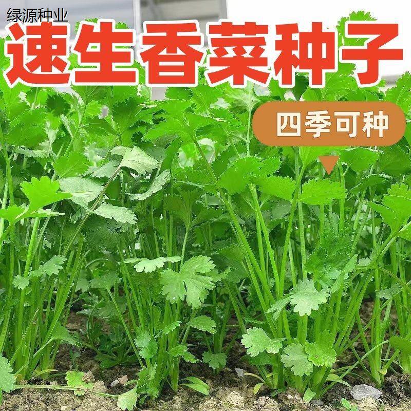 香菜种子四季老品种免破
