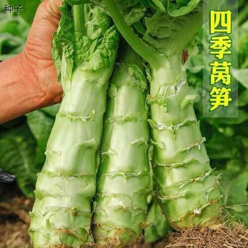 四季莴笋青皮绿肉香高产