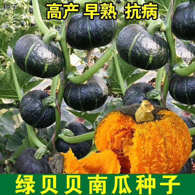 正宗贝贝南瓜子高产甜糯图片