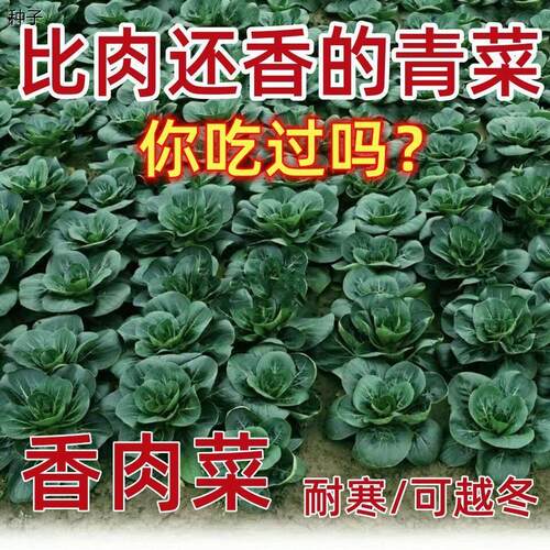 四季播种香肉菜耐寒耐热