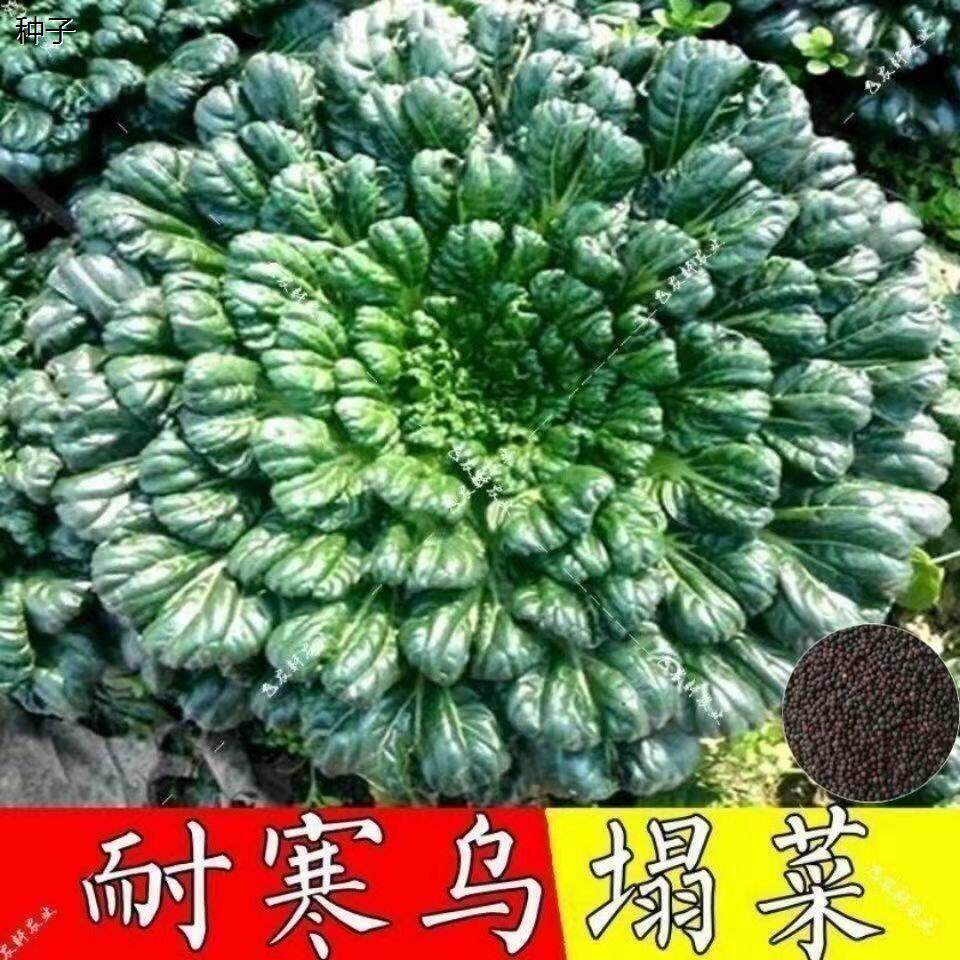 乌塌菜菜种子耐寒黄心乌塌菜籽菊花心乌塔菜种春秋冬青菜蔬菜种孑