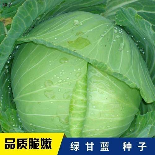 京丰一号甘蓝种子包菜种