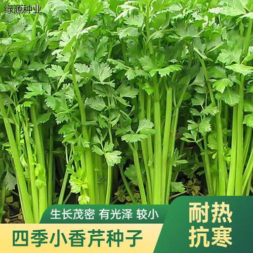 芹菜种子老品种耐寒阳台