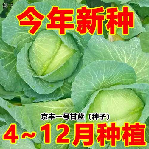 京丰一号甘蓝种子高产秋