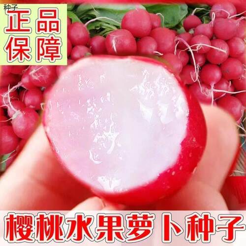 樱桃萝卜种子水果瓜籽