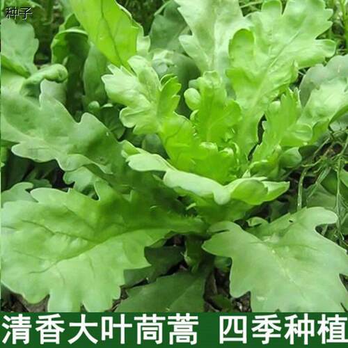 【割完又长】大叶茼蒿菜