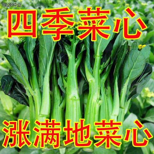 四季甜菜心种植25天收获