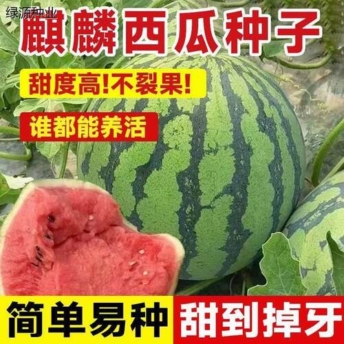 冰糖麒麟西瓜种籽842水果