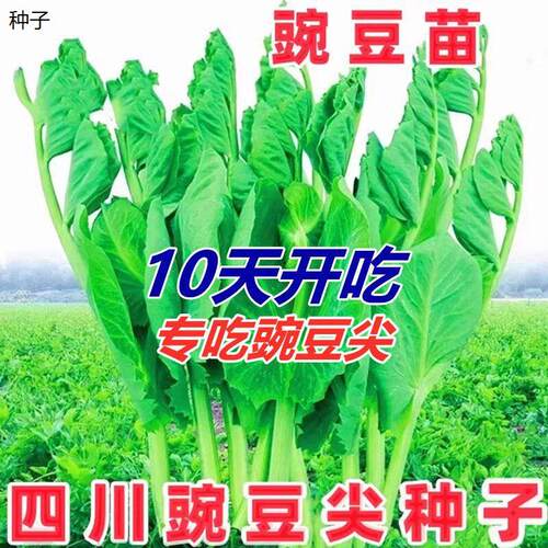 豌豆苗种子无须豌碗豆尖