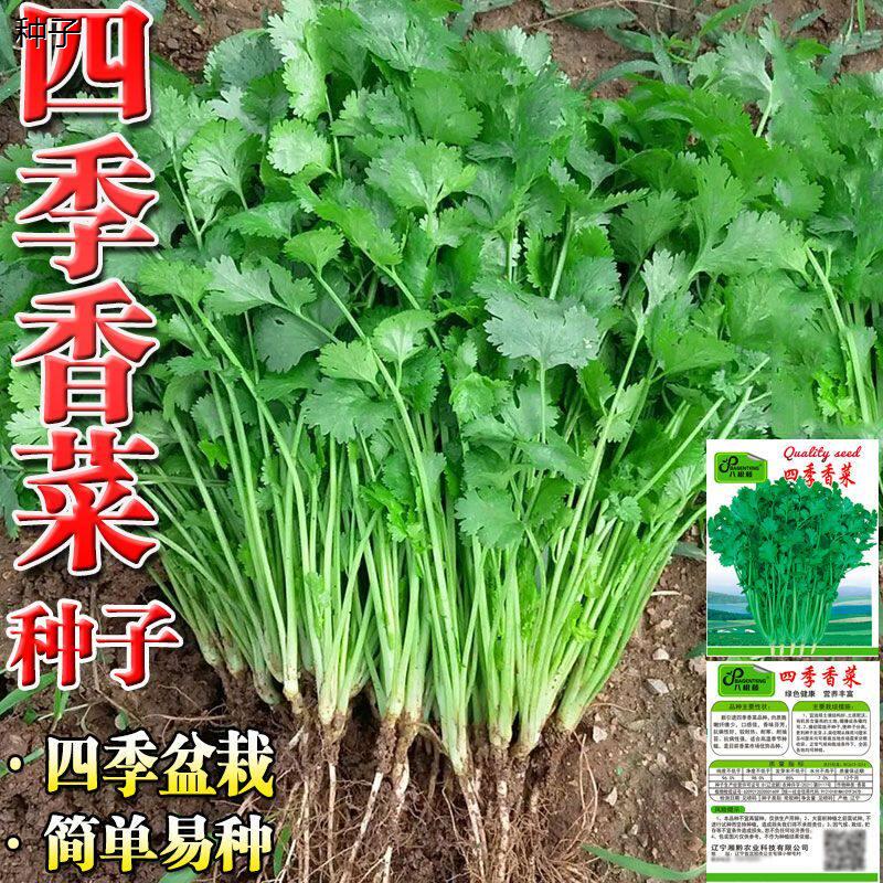 四季香菜种子室内花卉花香菜蔬菜种子四88vip2元包邮商品