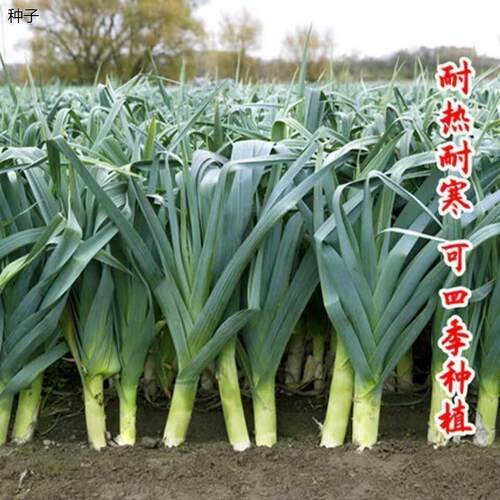 四季蒜苗种子扁叶葱韭葱