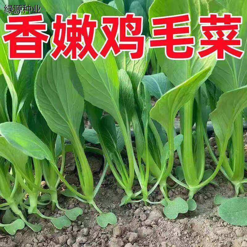 不生虫鸡毛菜种子四季播