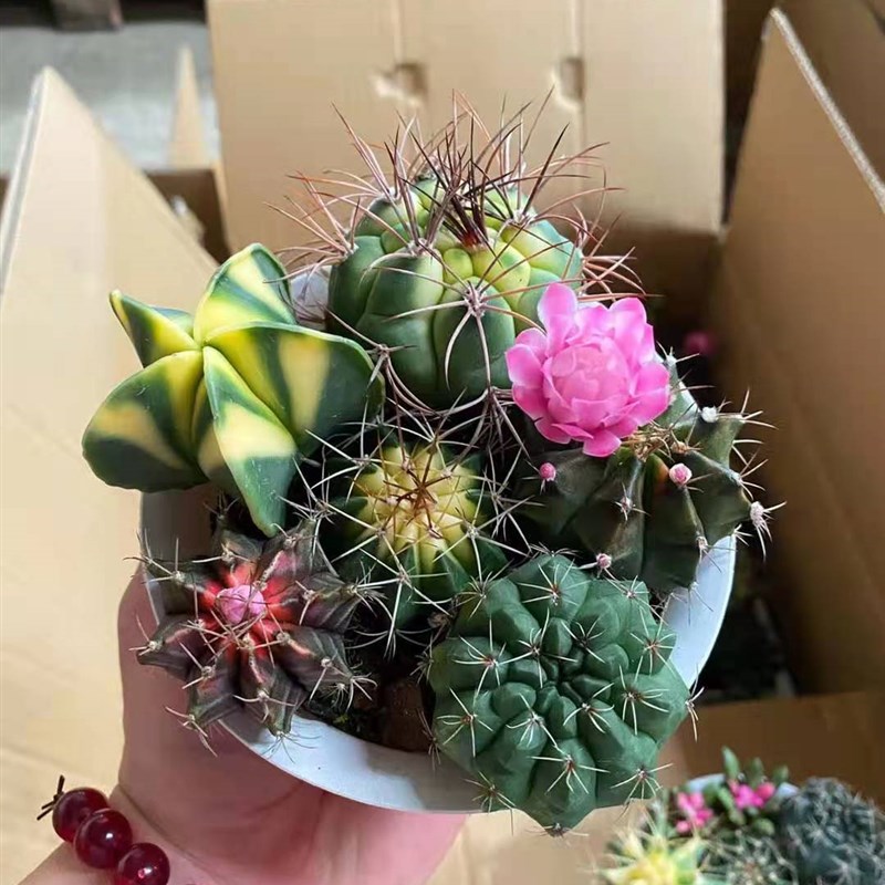 【基地】仙人球多肉植物 家居花卉植物盆栽  随机仙人掌组合