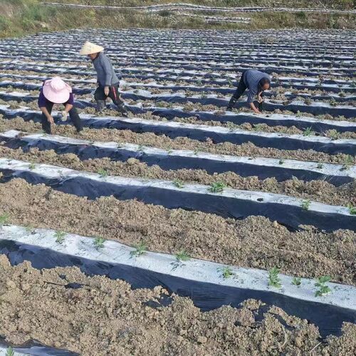 农用黑白相间地膜双白单x白银黑双色反光膜加厚种植大棚膜