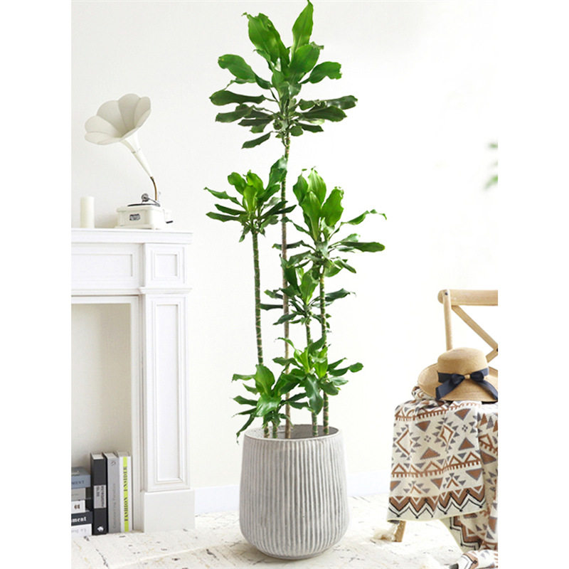 螺纹铁植物大盆栽网红轻奢室内大型落地绿植客厅乔迁绿色好养真花