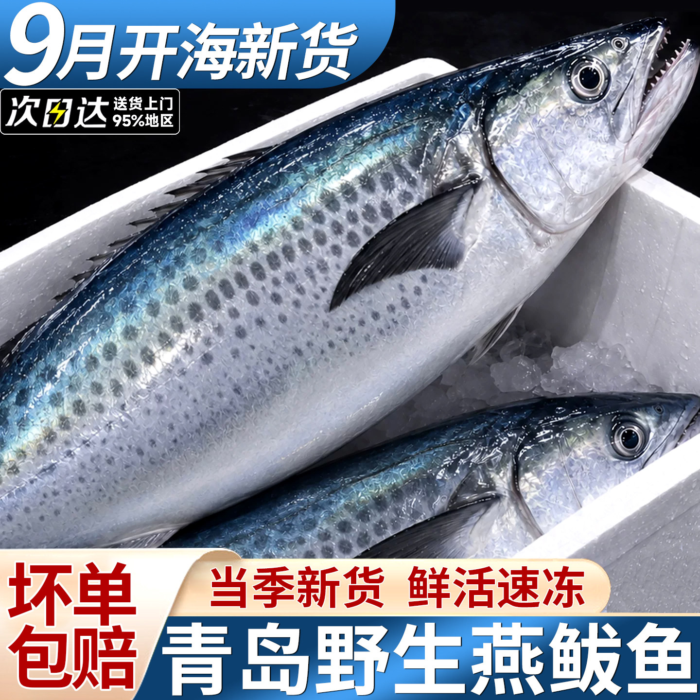 青岛特大鲅鱼当季捕捞山东燕鲅鱼马鲛鱼整条冷冻马友鱼海鲜批发