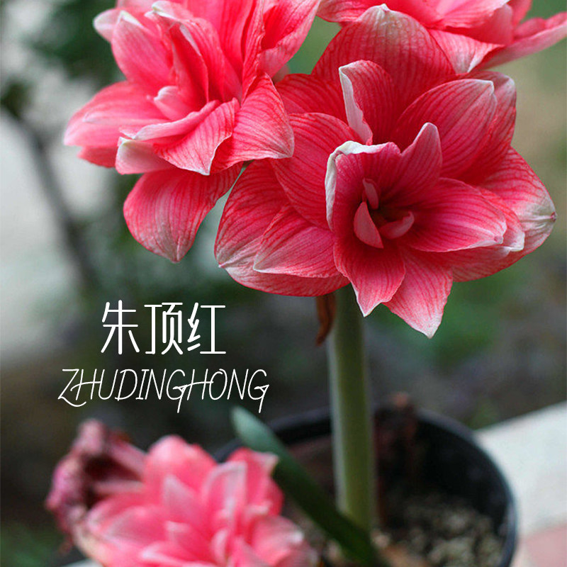 【朱顶红】朱顶红秘鲁荷兰进口大花设计启示录双王阿拉斯加种球