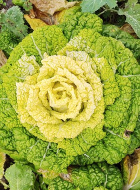 矮脚黄种籽耐寒黄心乌塌菜种乌塌菜种孑矮脚白菜菊花心乌塔菜籽种