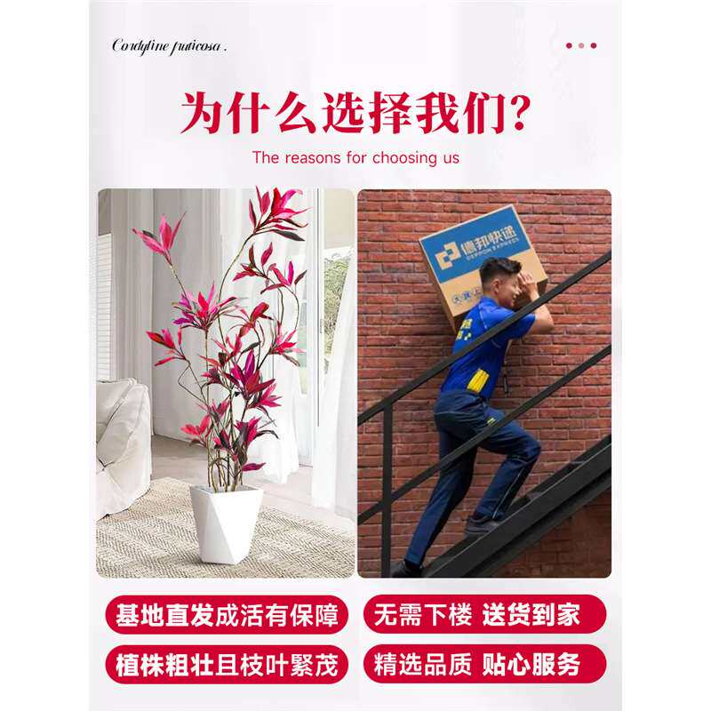 红叶朱蕉盆栽大型绿植办公室内客厅落地式真花吸甲醛旺宅四季常青