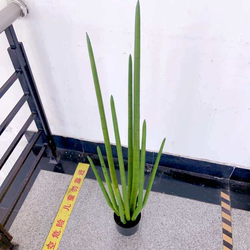 仿真龙骨仙人掌龙尾草蛇草盆栽长青草热带沙漠植物造景多肉假草