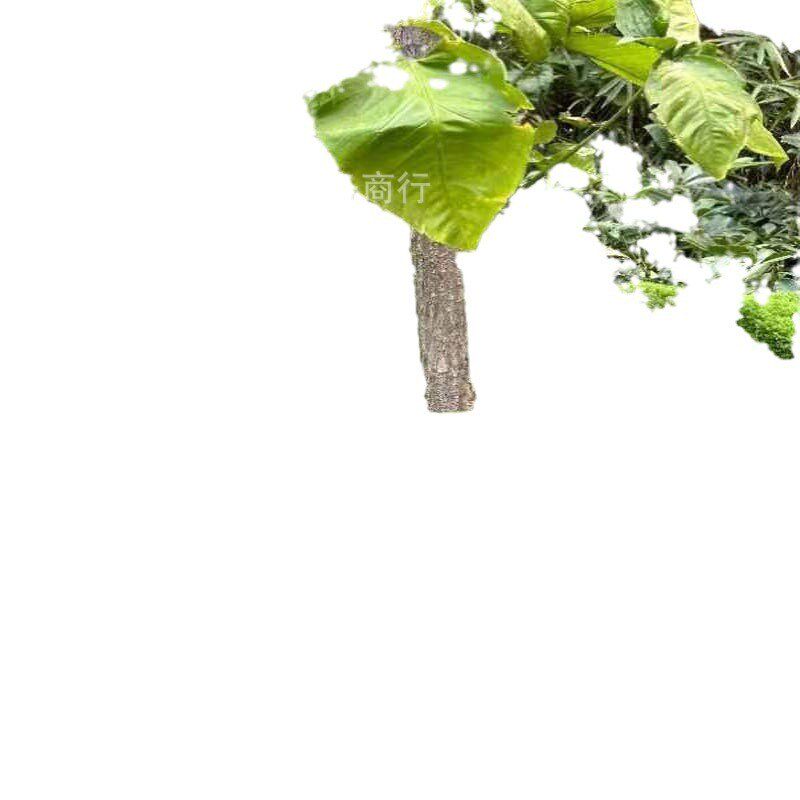 苔藓仿真白发藓大灰藓q永生苔仿真星星藓微景观短绒藓植物庭院草