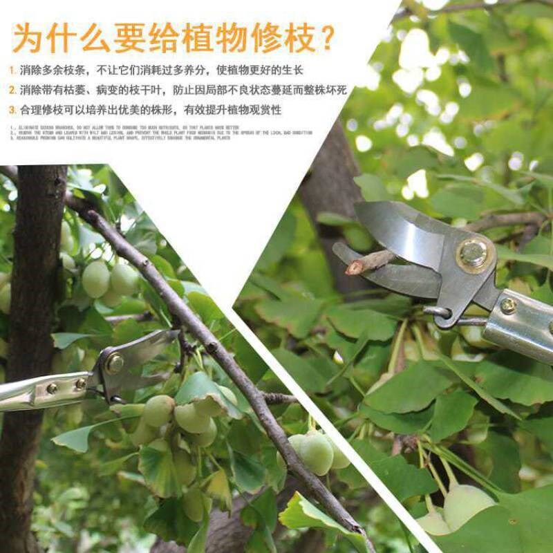 剪刀果树树枝剪高枝剪修枝剪不锈钢剪刀剪枝花剪高空修枝剪刀