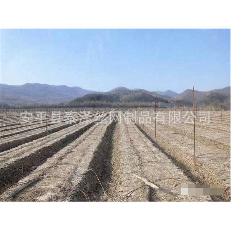 植物人参养殖网 塑料植物爬藤防倒伏网 绿色聚乙烯防护网定 制