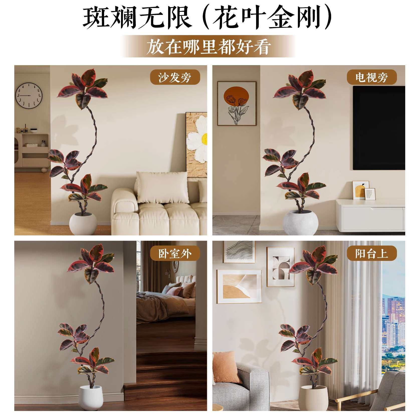 花叶橡皮树客厅室内盆栽花卉盆栽落地绿植大型花卉绿植好养活四季