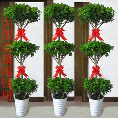 三层金钱榕树大型绿植盆栽室内客厅装饰植物落地观叶摇钱树盆景摆