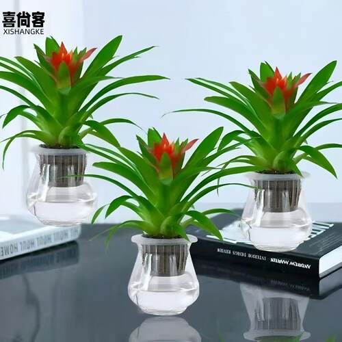 九里香盆栽浓香水培植物四季好养