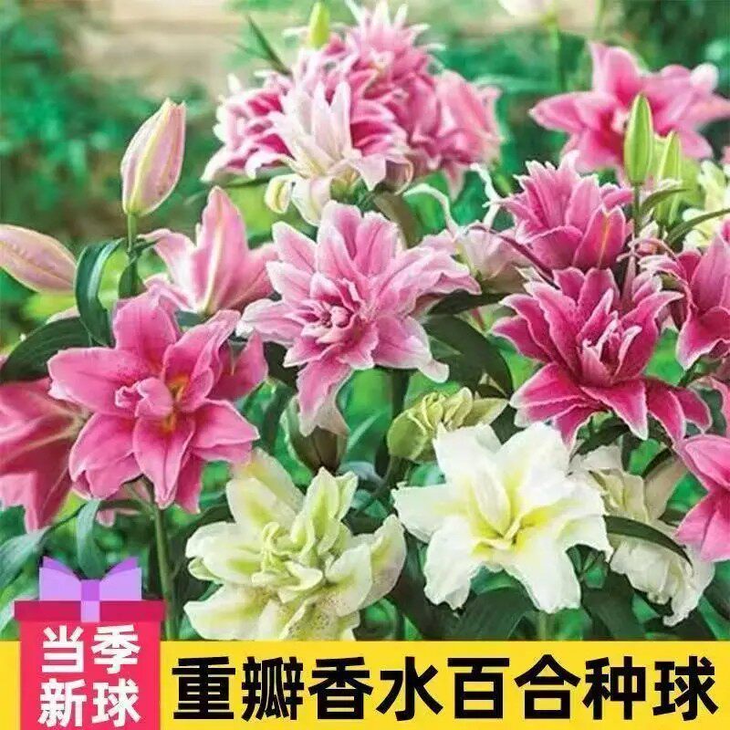 【下单立减50】百合种球进口香水百合花盆栽重瓣鲜花室内花卉QC