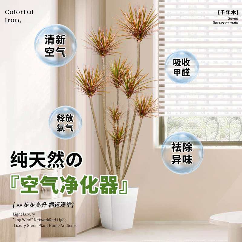 千年木绿植室内大型马尾铁七彩铁真植物客厅办公室好养龙血树盆栽