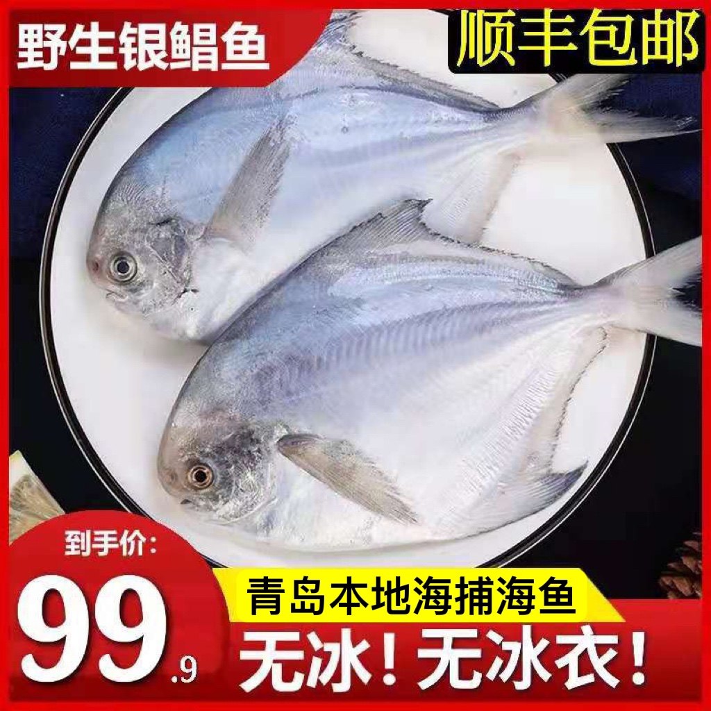 海捕野生银鲳鱼3斤鲜活海鲜冷冻白鲳鱼新鲜水产平鱼镜鱼海鱼扁鱼