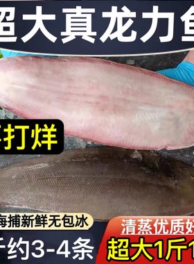 特大龙利鱼大个1斤1条海鱼鳎目鱼塔米鱼舌头鱼3斤约3-4条大海鱼