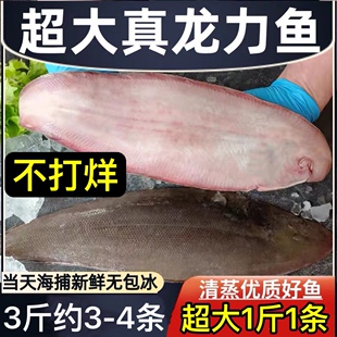 特大龙利鱼大个1斤1条海鱼鳎目鱼塔米鱼舌头鱼3斤约3-4条大海鱼