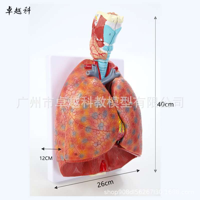 自然大人体喉心肺模型 喉咙甲状腺 肺 心脏模型 人体呼吸系统模型