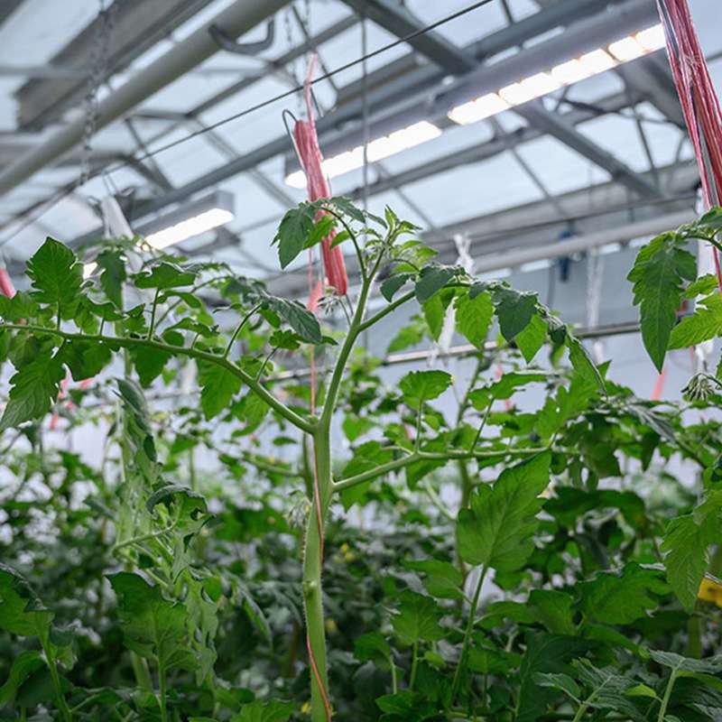 大功率全光谱大棚种植植物生长灯温室顶棚灯长条形植物补光灯铲齿