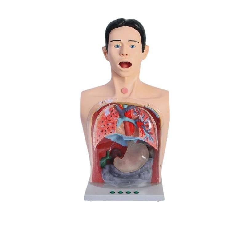 博友男性半身洗胃模型 男性胃肠减压经口鼻洗胃器洗胃法模拟人