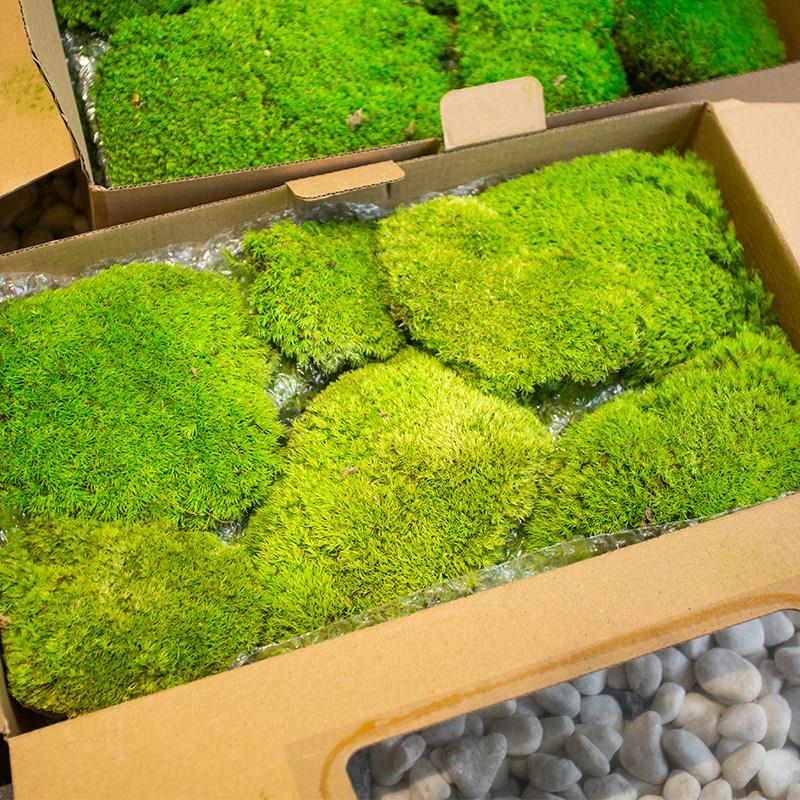 彷真青苔人造草坪室内盆景造景石长草假苔藓植物墙背景装饰微景观