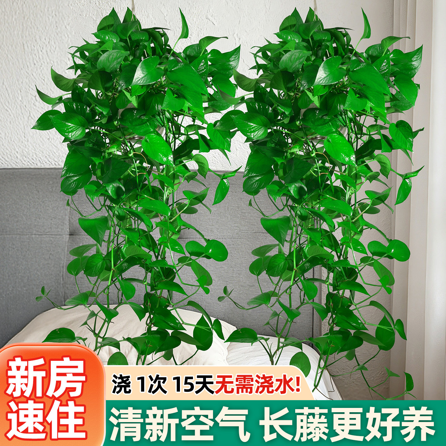 长藤绿萝垂吊室内好养净化空气