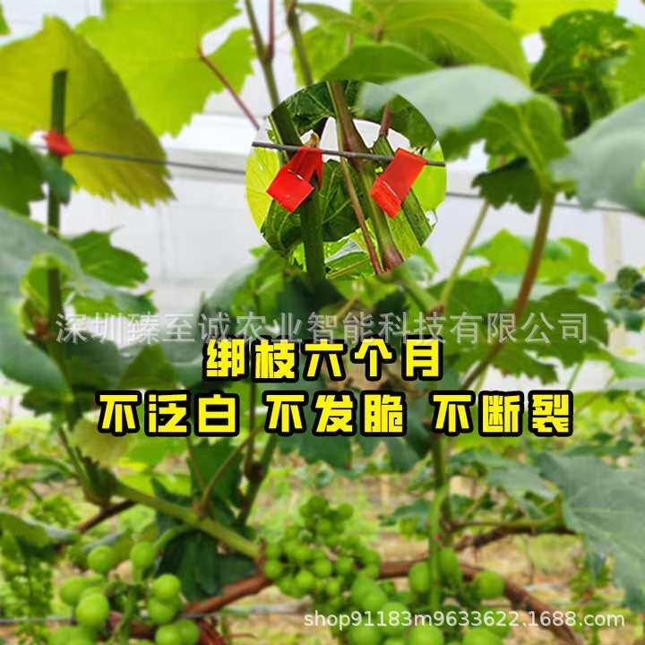 葡萄绑枝机胶带扎枝机专用PVC加厚胶带番茄绑蔓器通用绑带钉子