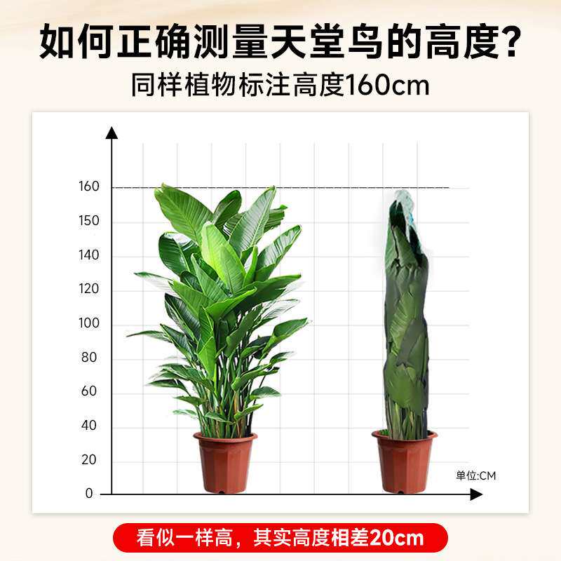 天堂鸟盆栽客厅办公室内大型绿植物落地大叶花卉鹤望兰新房去甲醛
