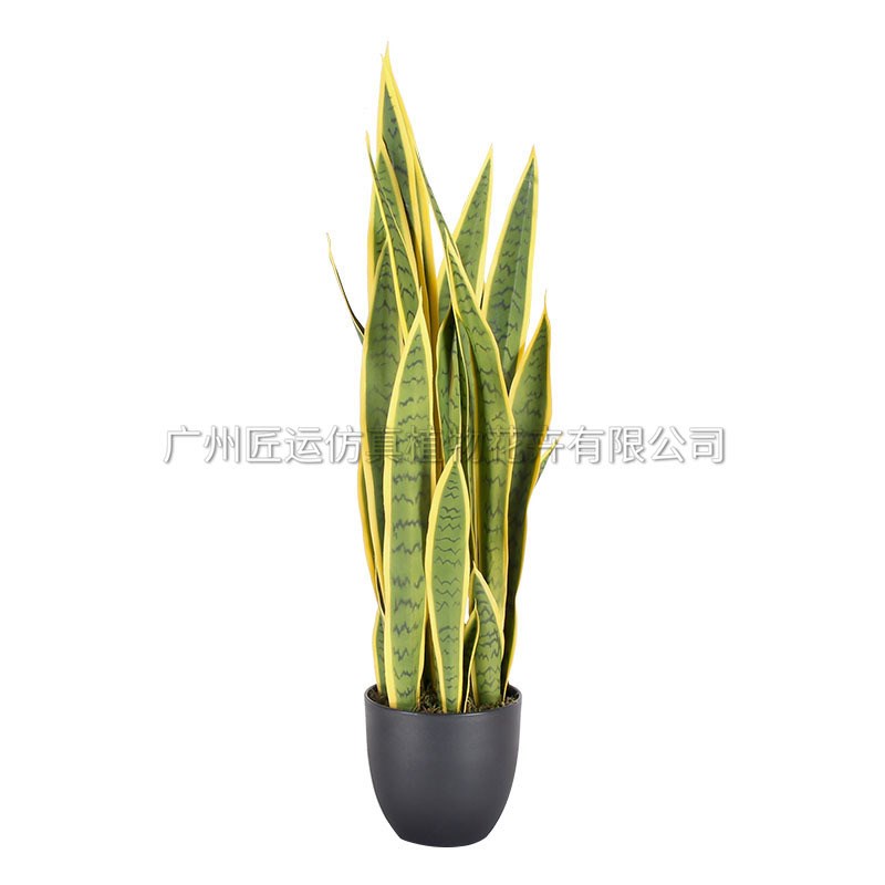 仿真黄边虎皮兰 人造外母舌虎皮兰小摆件造景装饰 仿真虎皮兰
