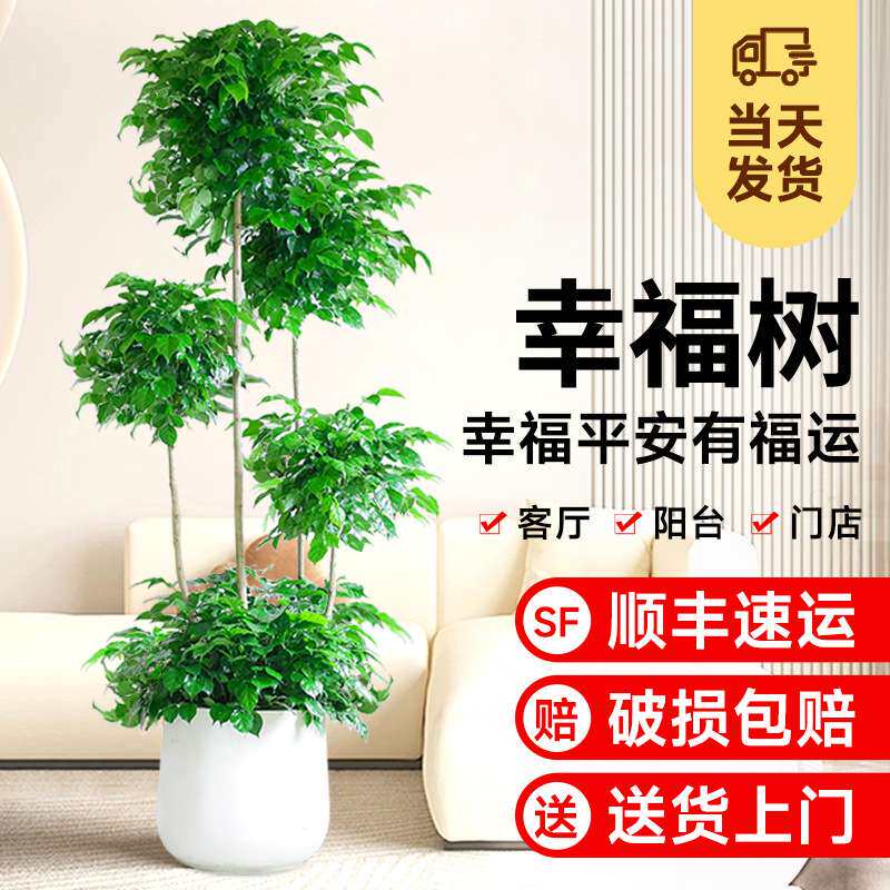 多层幸福树客厅盆栽大型绿植室内旺宅平安树办公室阳台落地植物