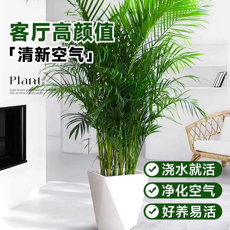 散尾葵植物盆栽客厅大型绿植室内落地办公室凤尾竹子天堂鸟真花卉